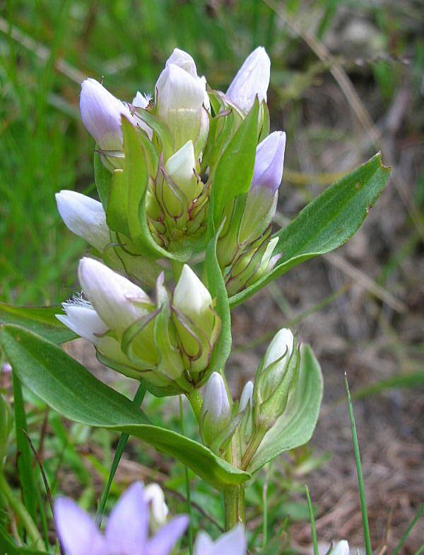 Gentianella ramosa / Genzianella ramosa
